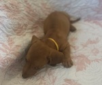 Small Photo #20 Dachshund Puppy For Sale in WILEY, CO, USA