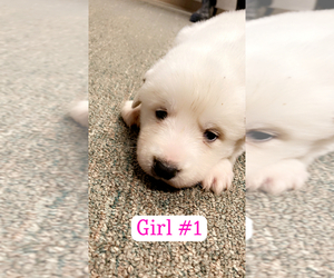 Great Pyrenees Puppy for sale in EASTOVER, NC, USA