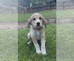 Small Great Pyrenees Mix
