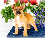 Puppy Ibraham Yoranian