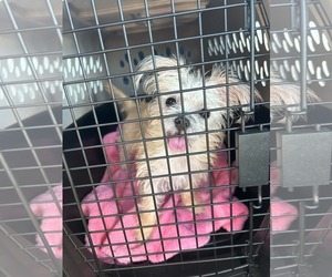 Lena - Female Chihuahua-Unknown Mix Dog for Adoption - Photo #3