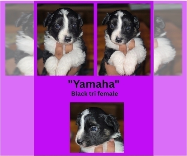 Medium Photo #4 Miniature Australian Shepherd Puppy For Sale in ADAIR VILLAGE, OR, USA