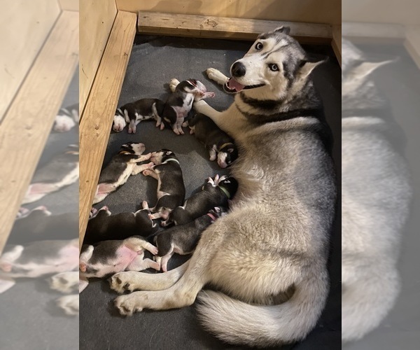 Medium Photo #3 Siberian Husky Puppy For Sale in LYNNWOOD, WA, USA