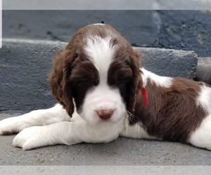 English Springer Spaniel Puppy for sale in SHELTON, WA, USA