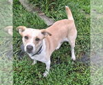 Small Beagle Mix