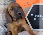 Small #3 Redbone Coonhound