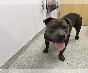 American Staffordshire Terrier-Unknown Mix Dogs for adoption in Fort Collins, CO, USA