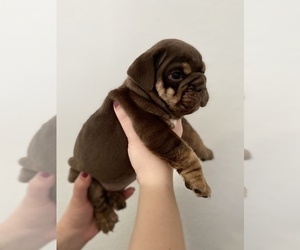English Bulldog Puppy for sale in ORLANDO, FL, USA
