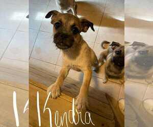 Pug-Unknown Mix Dogs for adoption in Morganville, NJ, USA