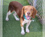 Small #1 Beagle Mix