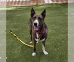 Small #1 German Shepherd Dog Mix