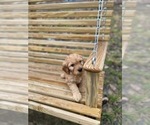 Small Photo #4 Goldendoodle Puppy For Sale in SPENCER, TN, USA