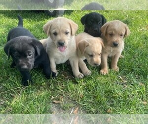 Labrador Retriever Puppy for sale in FOX LAKE, WI, USA