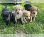 Small Labrador Retriever
