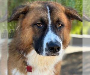 Saint Bernard-Unknown Mix Dogs for adoption in San Diego, CA, USA