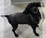 Small #6 Poodle (Miniature) Mix