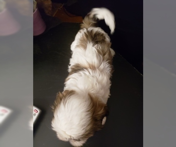 Medium Photo #4 Shih Tzu Puppy For Sale in CENTRALIA, MO, USA