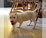 Small Photo #100 Dogo Argentino Puppy For Sale in PINEVILLE, MO, USA