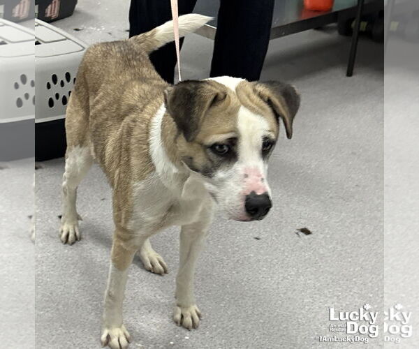 Medium Photo #2 Retriever -Unknown Mix Puppy For Sale in Washington, DC, USA