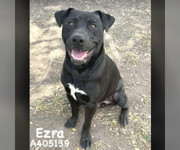 Medium Photo #2 Labrador Retriever-Unknown Mix Puppy For Sale in Conroe, TX, USA