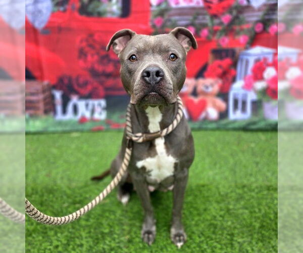 Medium Photo #1 Mutt Puppy For Sale in Long Beach, CA, USA