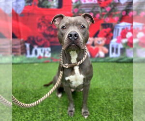 Mutt Dogs for adoption in Long Beach, CA, USA