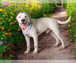 Small #1 American Pit Bull Terrier