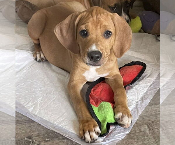 Medium Photo #4 Mutt Puppy For Sale in Wheaton, IL, USA