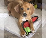 Small #3 Mutt