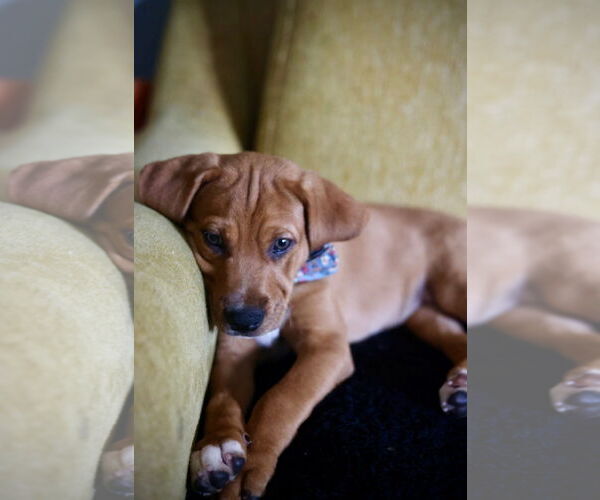 Medium Photo #1 Mutt Puppy For Sale in Duluth, MN, USA