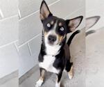 Small #1 German Shepherd Dog Mix