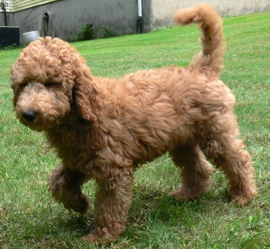 Medium Photo #1 Australian Labradoodle-Poodle (Standard) Mix Puppy For Sale in WILSON, CT, USA