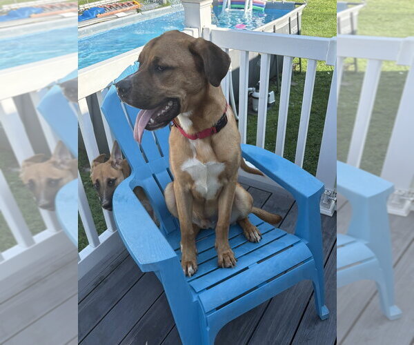 Medium Photo #27 Labrador Retriever-Rhodesian Ridgeback Mix Puppy For Sale in Brewster, NY, USA