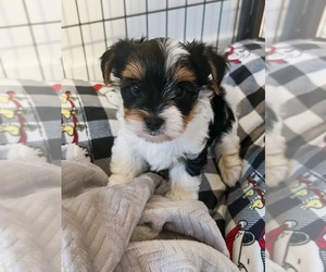 Biewer Terrier Puppy for sale in WEST HARTFORD, CT, USA