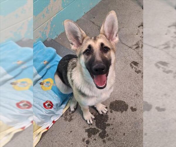 Medium Photo #1 German Shepherd Dog-Unknown Mix Puppy For Sale in Woodland, CA, USA