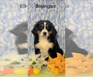 Bernese Mountain Dog Puppy for sale in FREDERICKSBG, OH, USA
