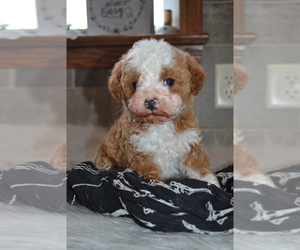 Cavapoo Litter for sale in GREENWOOD, WI, USA