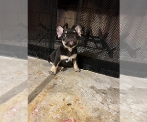 French Bulldog Puppy for sale in NEW ORLEANS, LA, USA