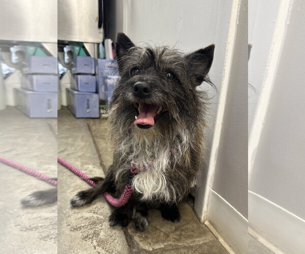 Medium Photo #1 Cairn Terrier-Unknown Mix Puppy For Sale in Rockaway, NJ, USA
