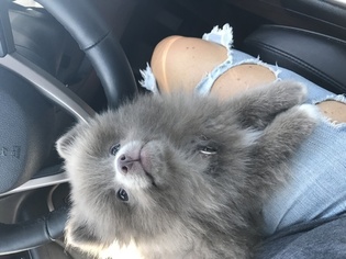 Pomeranian Puppy for sale in SPRINGFIELD, OH, USA