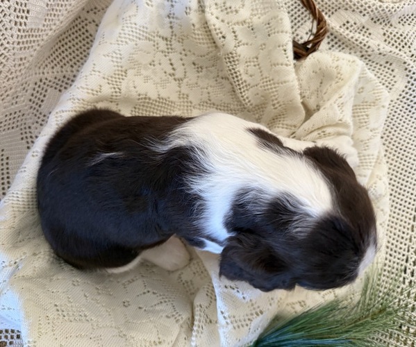 Medium Photo #6 English Springer Spaniel Puppy For Sale in OWEN, WI, USA