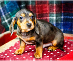 Puppy Stevie Dachshund