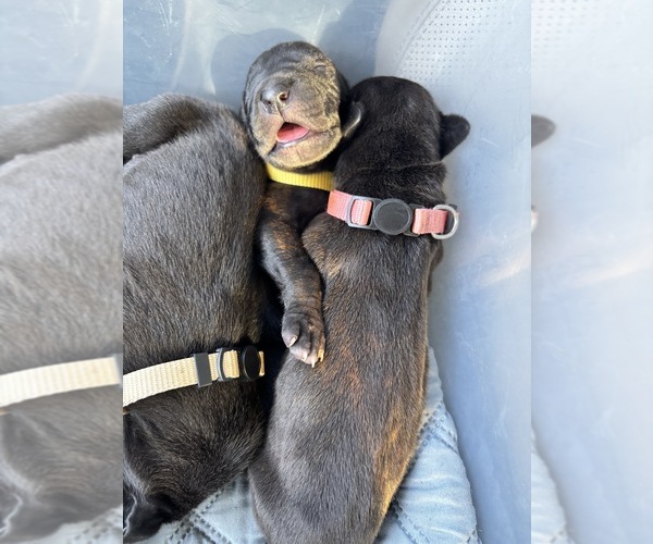 Medium Photo #19 Great Dane Puppy For Sale in TEMECULA, CA, USA