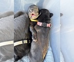 Small Photo #19 Great Dane Puppy For Sale in TEMECULA, CA, USA