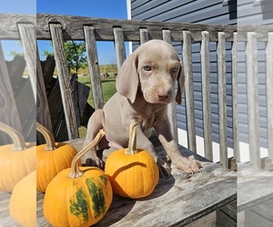 Weimaraner Puppy for Sale in PATTONSBURG, Missouri USA