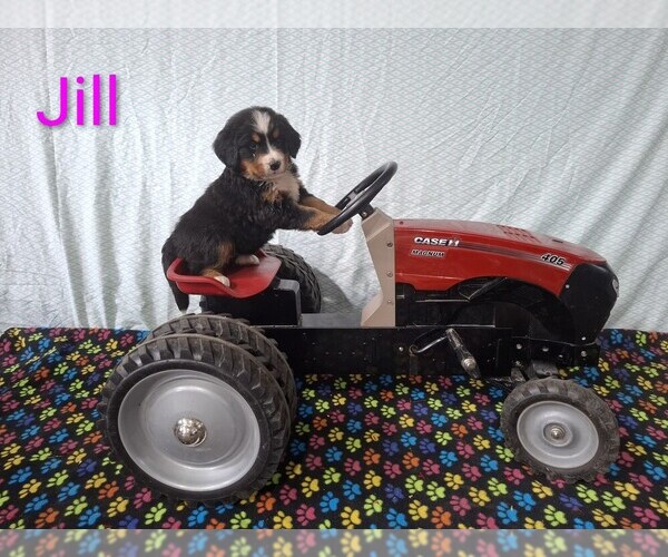 Medium Photo #9 Bernese Mountain Dog Puppy For Sale in MEMPHIS, MO, USA
