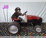 Puppy Jill Bernese Mountain Dog