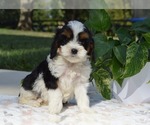 Small #2 Cavapoo