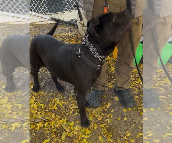 Medium Photo #3 Staffordshire Bull Terrier-Unknown Mix Puppy For Sale in Woodland Hills, CA, USA