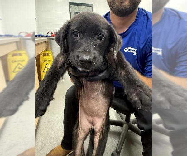 Medium Photo #1 Labrador Retriever-Unknown Mix Puppy For Sale in Corpus Christi, TX, USA